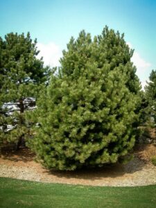 Сосна Чёрная (Pinus Nigra) купить по цене от 270.00р. в интернет-магазине «Посадика» с доставкой почтой в в Реже и по всей России – [изображение №1].