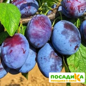 Слива Чачакская ранняя купить по цене от 229.00р. в интернет-магазине «Посадика» с доставкой почтой в в Реже и по всей России – [изображение №1].