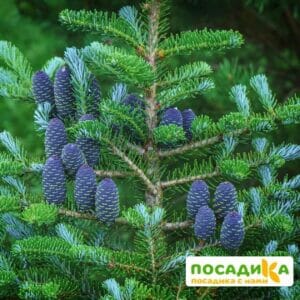 Пихта корейская (Abies koreana) купить по цене от 450.00р. в интернет-магазине «Посадика» с доставкой почтой в в Реже и по всей России – [изображение №1].