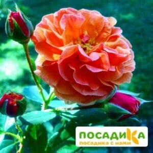 Роза Арабия купить по цене от 350.00р. в интернет-магазине «Посадика» с доставкой почтой в в Реже и по всей России – [изображение №1].