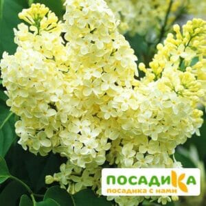 Сирень Примроуз (Primrose) купить по цене от 529.00р. в интернет-магазине «Посадика» с доставкой почтой в в Реже и по всей России – [изображение №1].