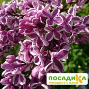 Сирень Сенсация купить по цене от 529.00р. в интернет-магазине «Посадика» с доставкой почтой в в Реже и по всей России – [изображение №1].