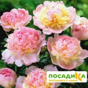 Пион Распберри Сандей (Paeonia Raspberry Sundae) купить по цене от 959р. в интернет-магазине «Посадика» с доставкой почтой в в Реже и по всей России – [изображение №1].