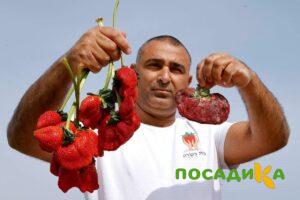 Клубника Гигант Джорнея купить по цене от 266р. в интернет-магазине «Посадика» с доставкой почтой в в Реже и по всей России – [изображение №1].