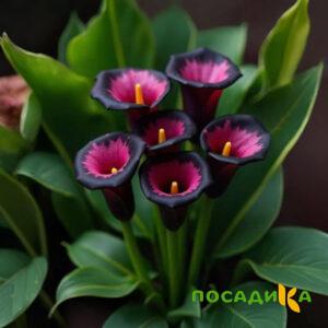 Калла Аура Лейс купить по цене от 400р. в интернет-магазине «Посадика» с доставкой почтой в в Реже и по всей России – [изображение №1].