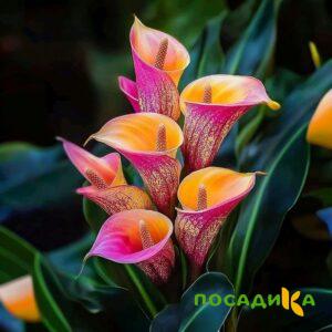 Калла Оникс купить по цене от 450р. в интернет-магазине «Посадика» с доставкой почтой в в Реже и по всей России – [изображение №1].