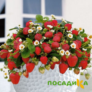 Клубника Рубиновый Шепот (горшечная) купить по цене от 240р. в интернет-магазине «Посадика» с доставкой почтой в в Реже и по всей России – [изображение №1].