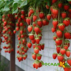 Клубника вьющаяся Комплимент купить по цене от 470р. в интернет-магазине «Посадика» с доставкой почтой в в Реже и по всей России – [изображение №1].
