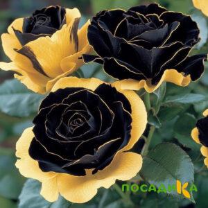 Роза Ханни Сикл купить по цене от 700р. в интернет-магазине «Посадика» с доставкой почтой в в Реже и по всей России – [изображение №1].