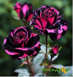 Роза Багровый Шепот купить по цене от 366р. в интернет-магазине «Посадика» с доставкой почтой в в Реже и по всей России – [изображение №1].