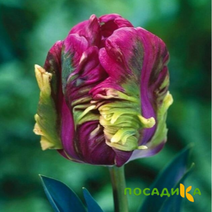 Тюльпан Экзотик Хэвен купить по цене от 186р. в интернет-магазине «Посадика» с доставкой почтой в в Реже и по всей России – [изображение №1].