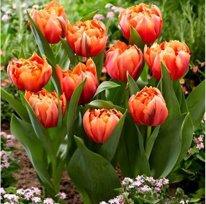 Тюльпан Гудошник Дабл купить по цене от 185р. в интернет-магазине «Посадика» с доставкой почтой в в Реже и по всей России – [изображение №1].