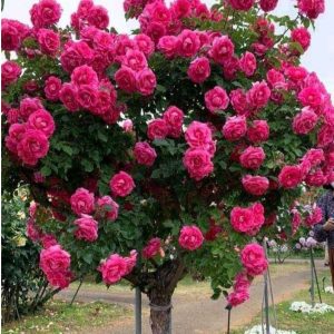 Роза Версаля купить по цене от 232р. в интернет-магазине «Посадика» с доставкой почтой в в Реже и по всей России – [изображение №1].